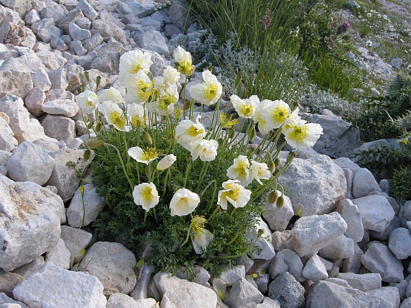 Papaver alpinum / Papavero alpino